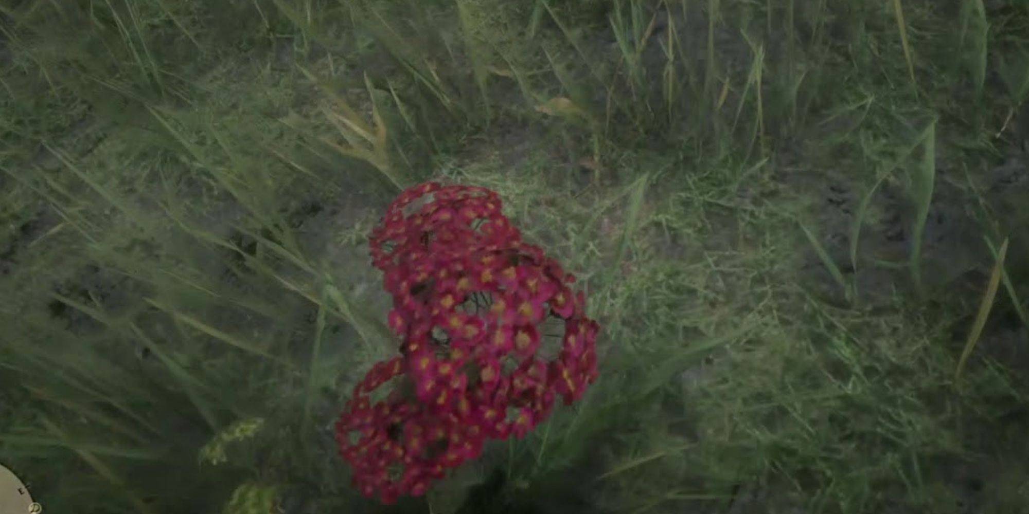 Red Dead Redemption 2: 10 Best Herbs And Plants And Where To Find Them Red Dead Redemption 2: 10 Best Herbs And Plants And Where To Find Them