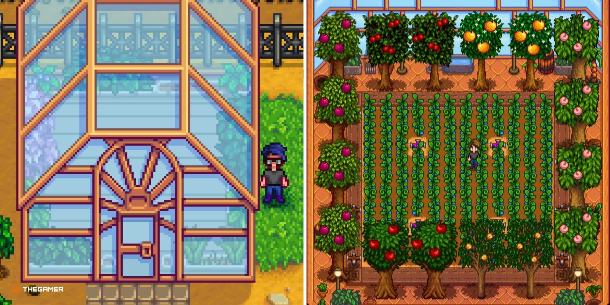 Split image of Stardew Valley - player outside the Greenhouse on the left, player inside a full greenhouse on the right