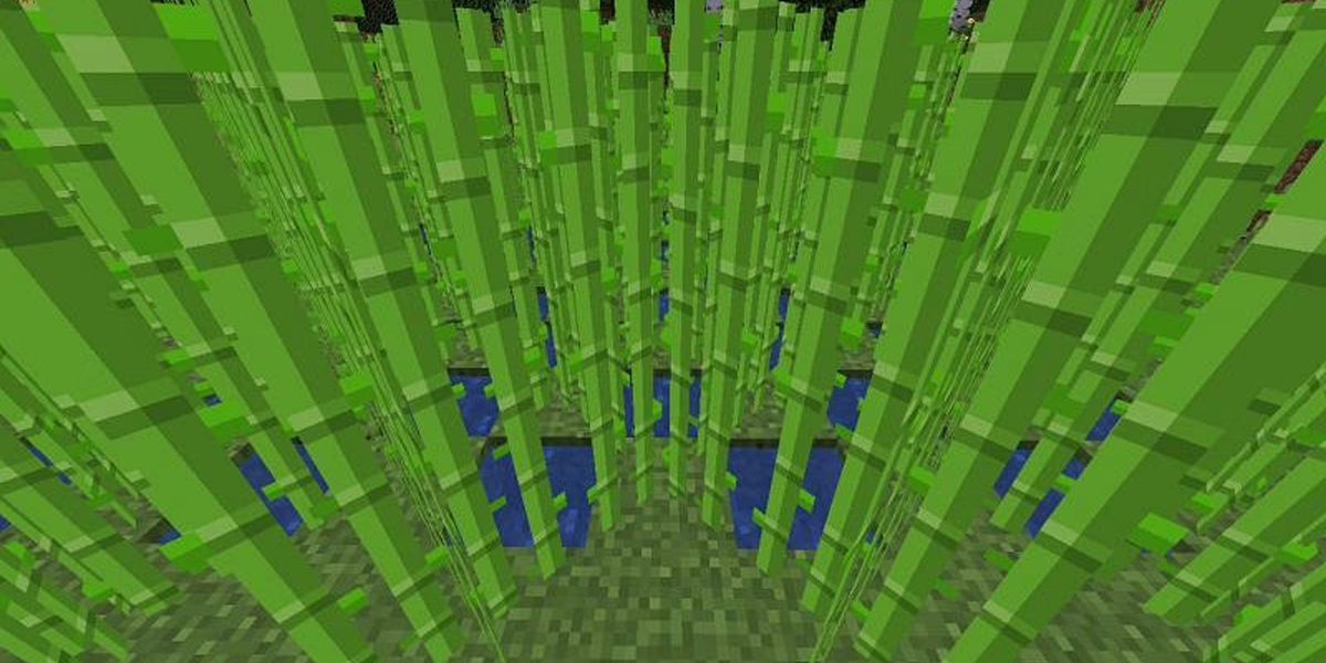 A massive bundle of Sugar Cane in Minecraft