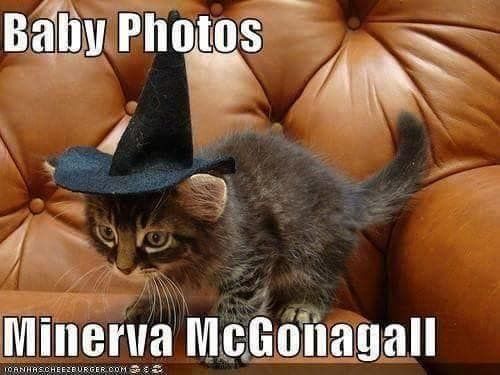 Baby-animal-Minerva-McGonagall-professor-kitten-photo-witch-hat-meme-Harry-Potter