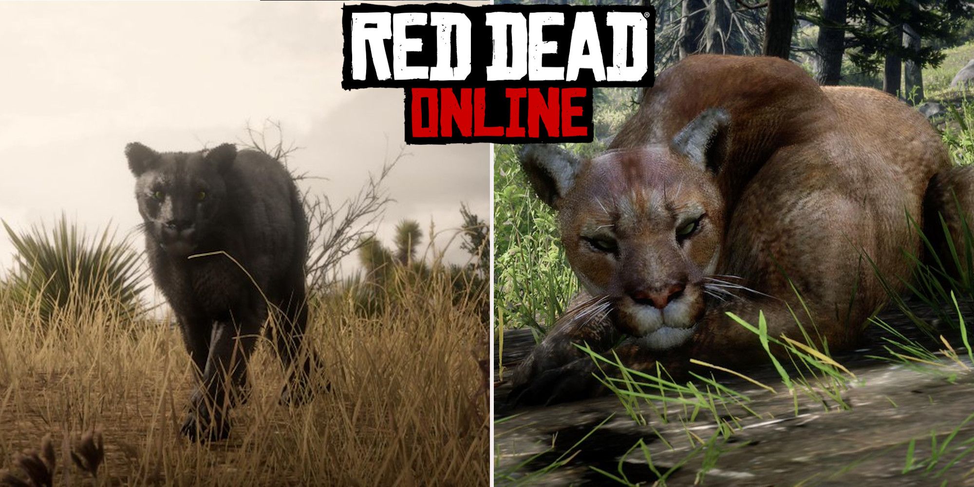Where To Find Cougars In Red Dead Online.