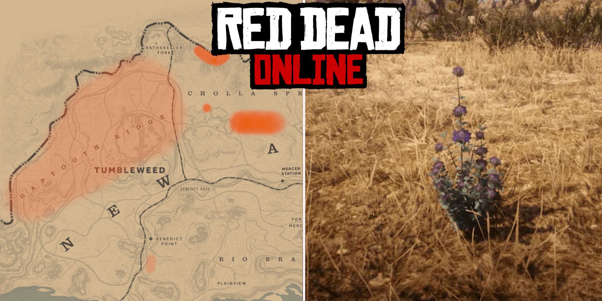 Where To Find Sage In Red Dead