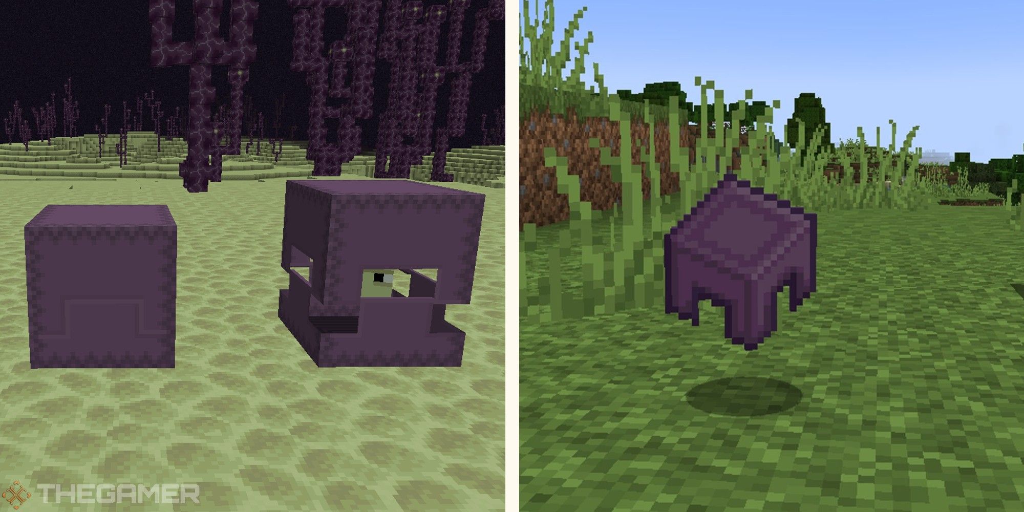 image of shulkers in end next to image of shulker shell item thrown on grass