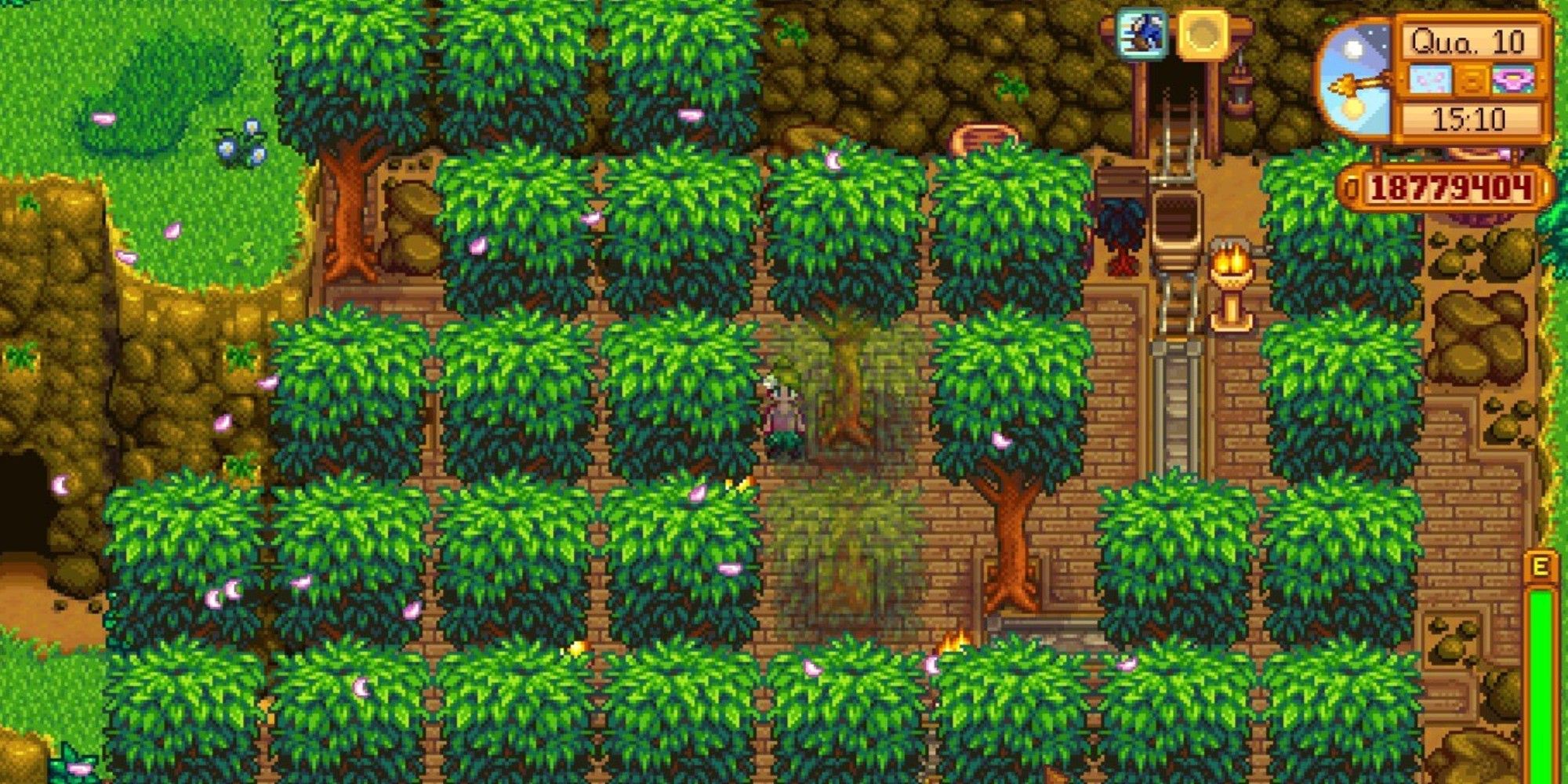 player standing next to planted mahogany trees