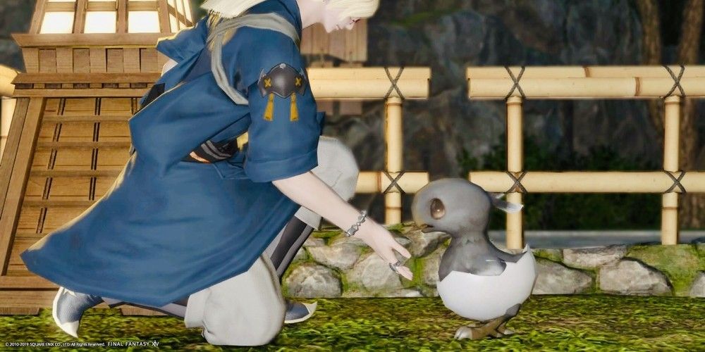 Elezen reaching out to black chocobo chick.