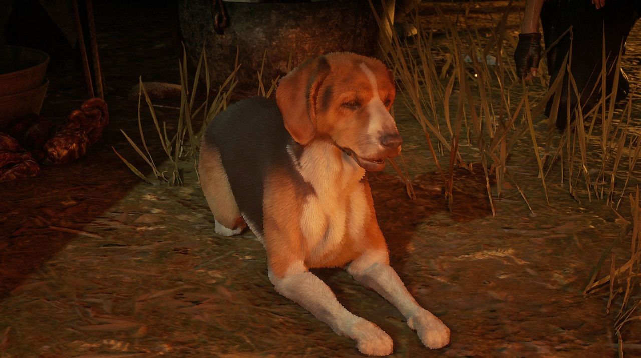 American Foxhound dog locations Red Dead Redemption 2 Online tumgir