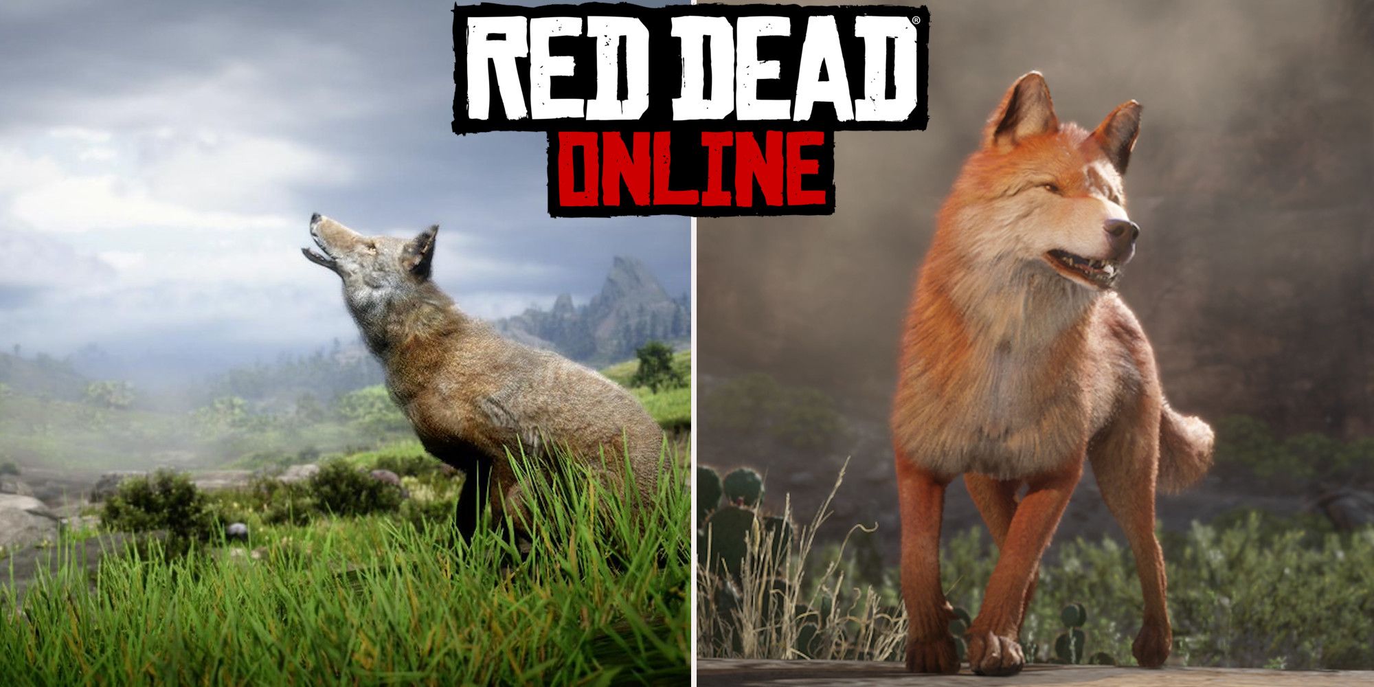 Fauteuil Klem Installeren Where To Find Legendary Coyotes In Red Dead Online