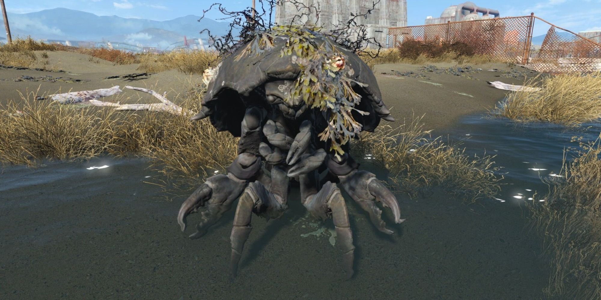 Mirelurk with overgrowth on head in water and staring at camera