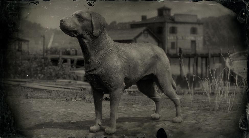Mutt dog locations Red Dead Redemption 2 Online gtabase
