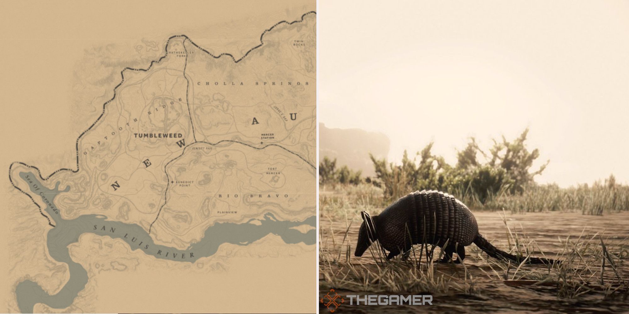 Where To Find Nine-Banded Armadillos In Red Dead Online