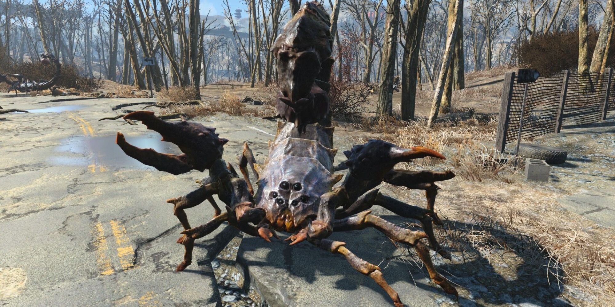 Radscorpion in middle of road staring at camera