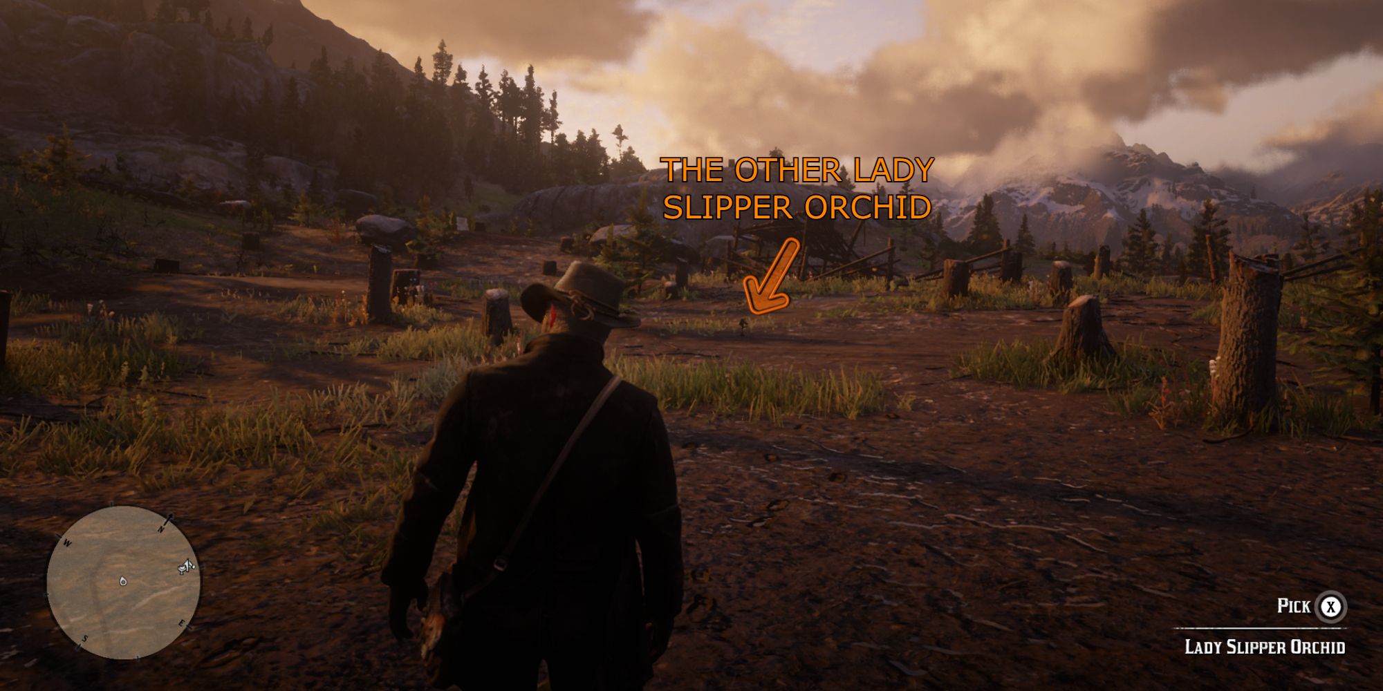Red Dead Redemption 2: All Lady Slipper Orchid Locations