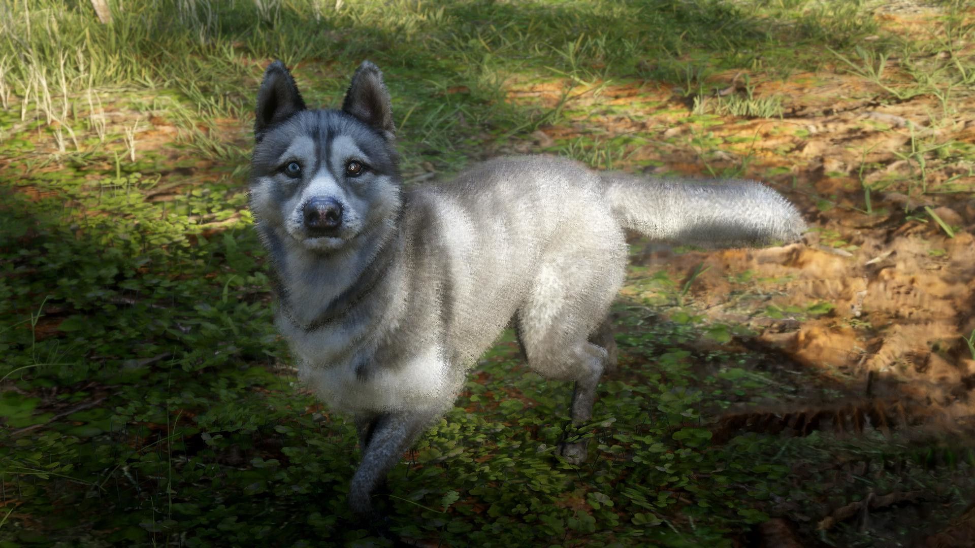 Siberian Husky dog locations Red Dead Redemption 2 SLATZ_7 on Twitter