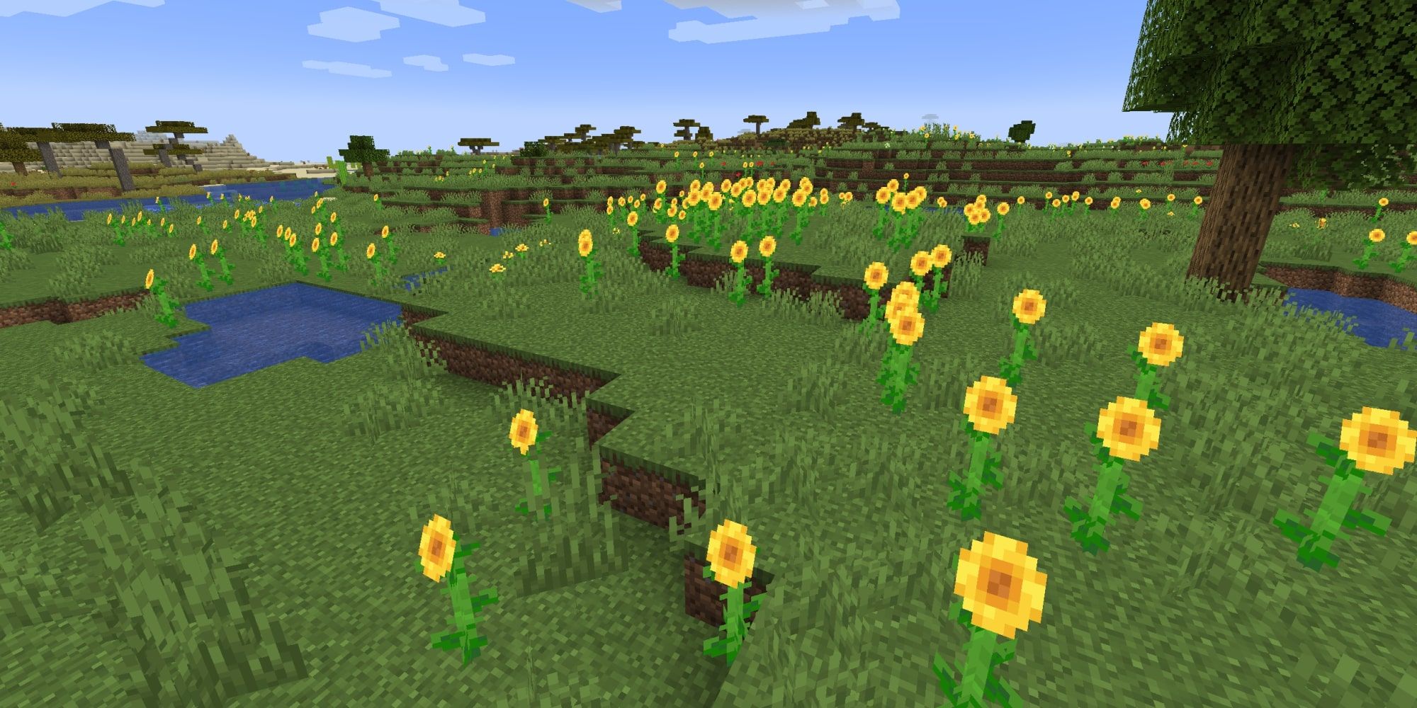 Minecraft Sunflower Plains Biome