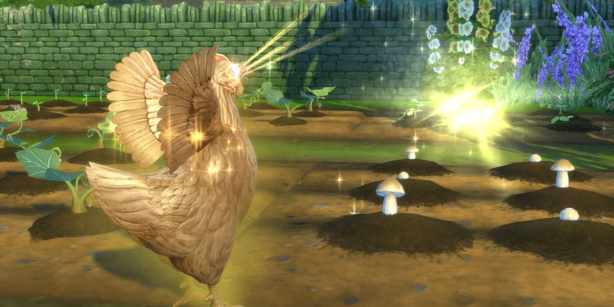 golden chicken blessing crops