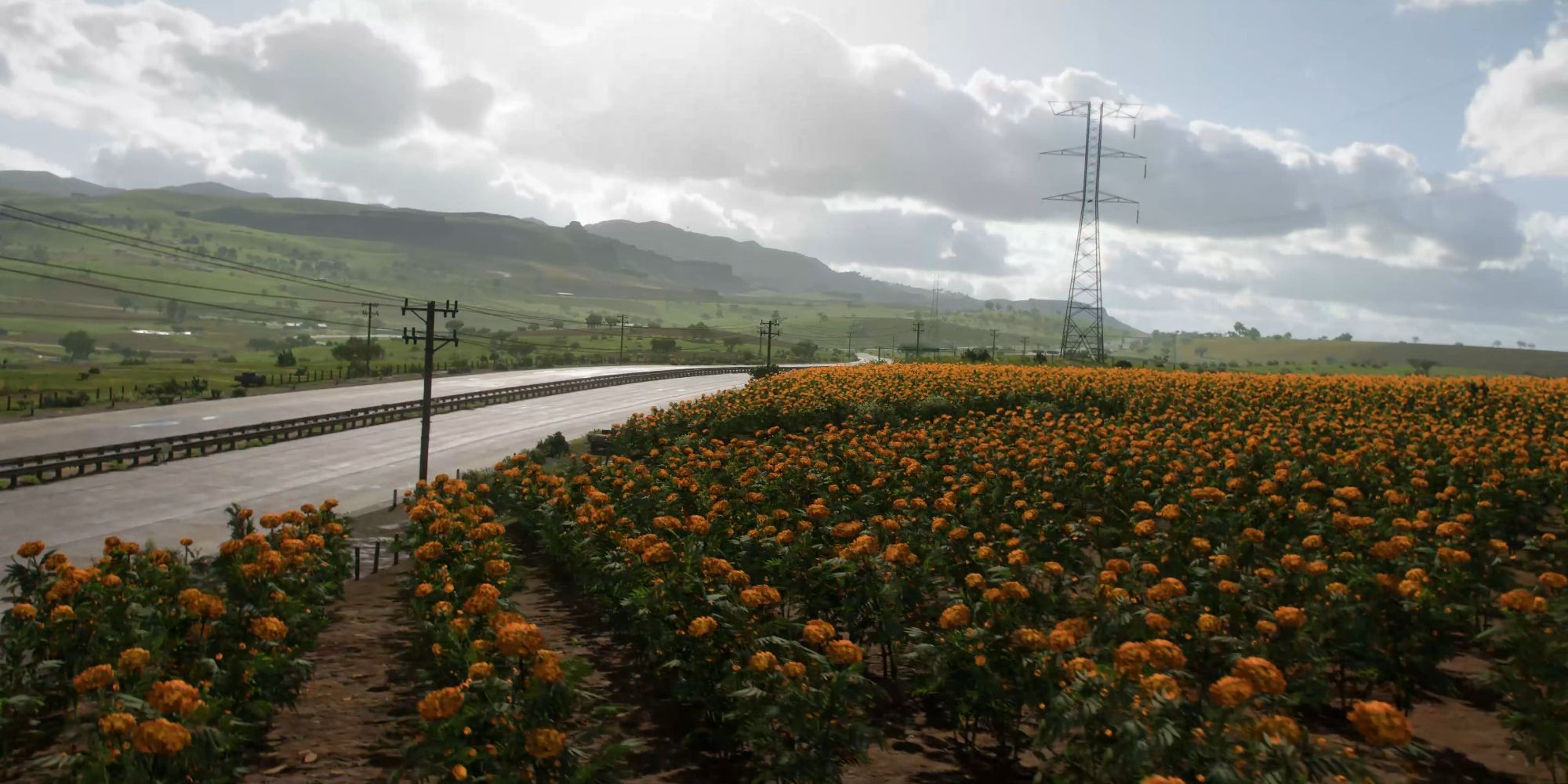 They highway in Forza Horizon 5 next to a meadow of yellow flowers