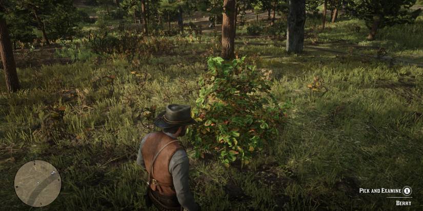 Where To Find Blackberries In RDR2