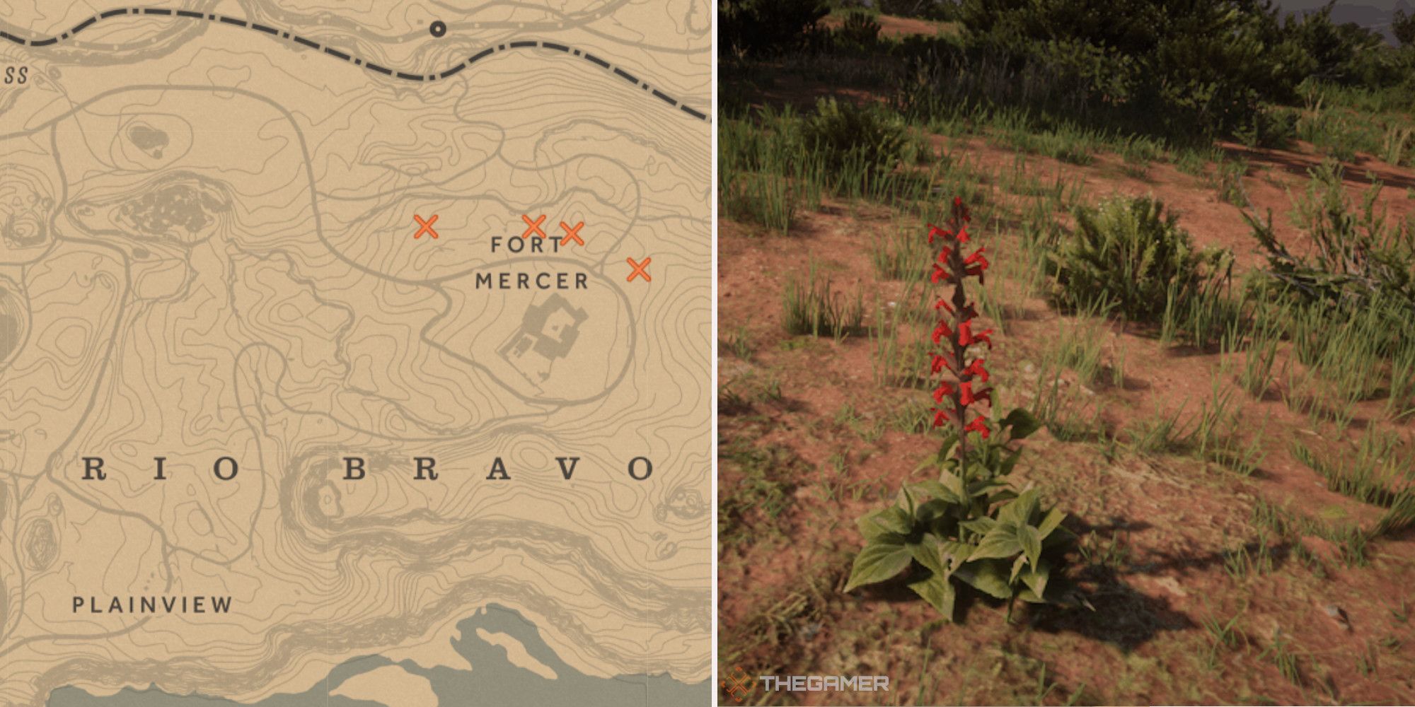 Where To Find Red Sage In Red