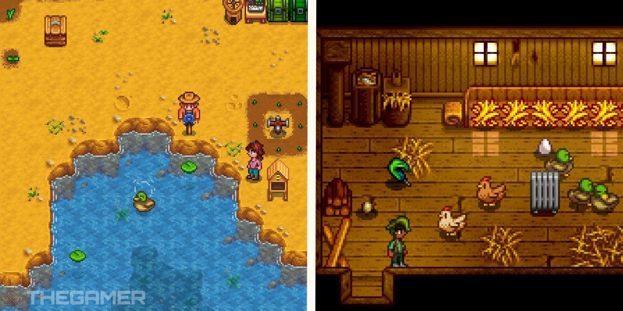 image of duck in pond next to image of duck feather in coop with chickens