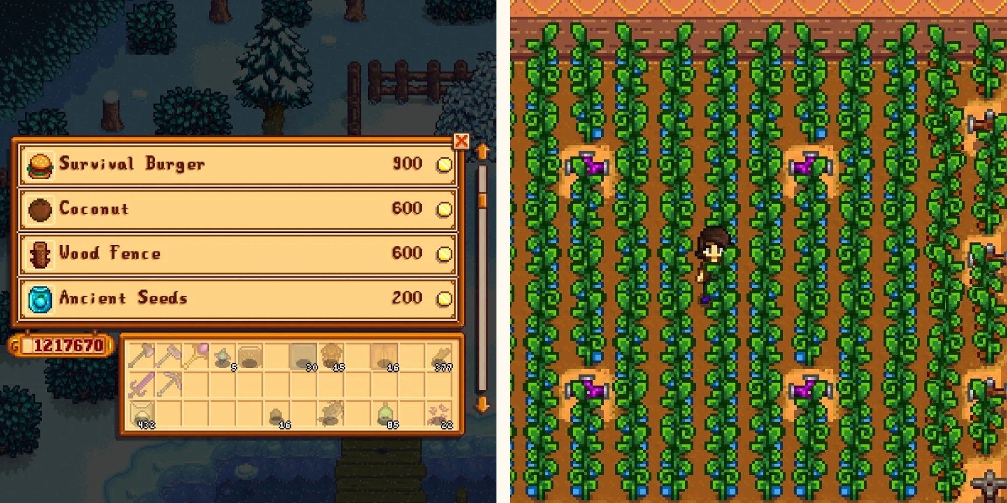 image of traveling merchant shop inventory next to image of growing ancient fruit plants