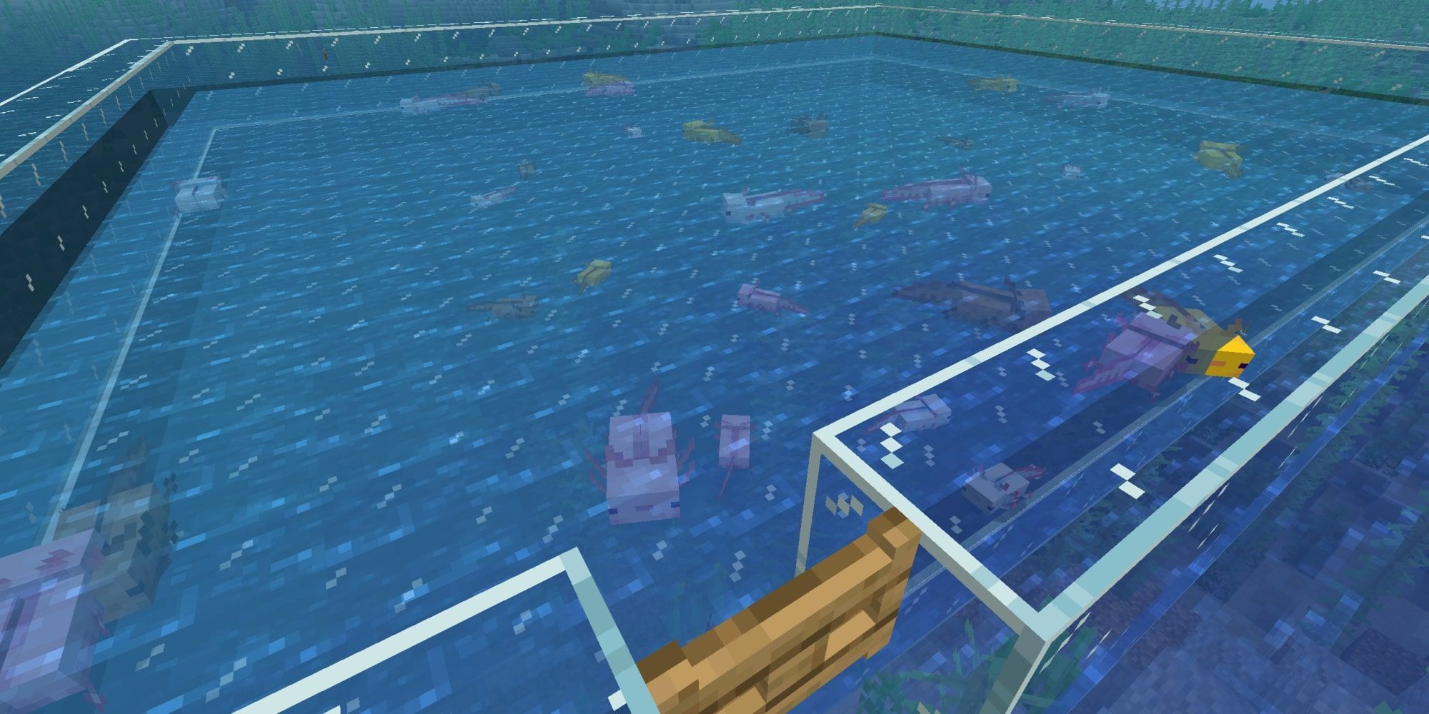 Blue Axolotl In Minecraft How To Get It Breeding Tips