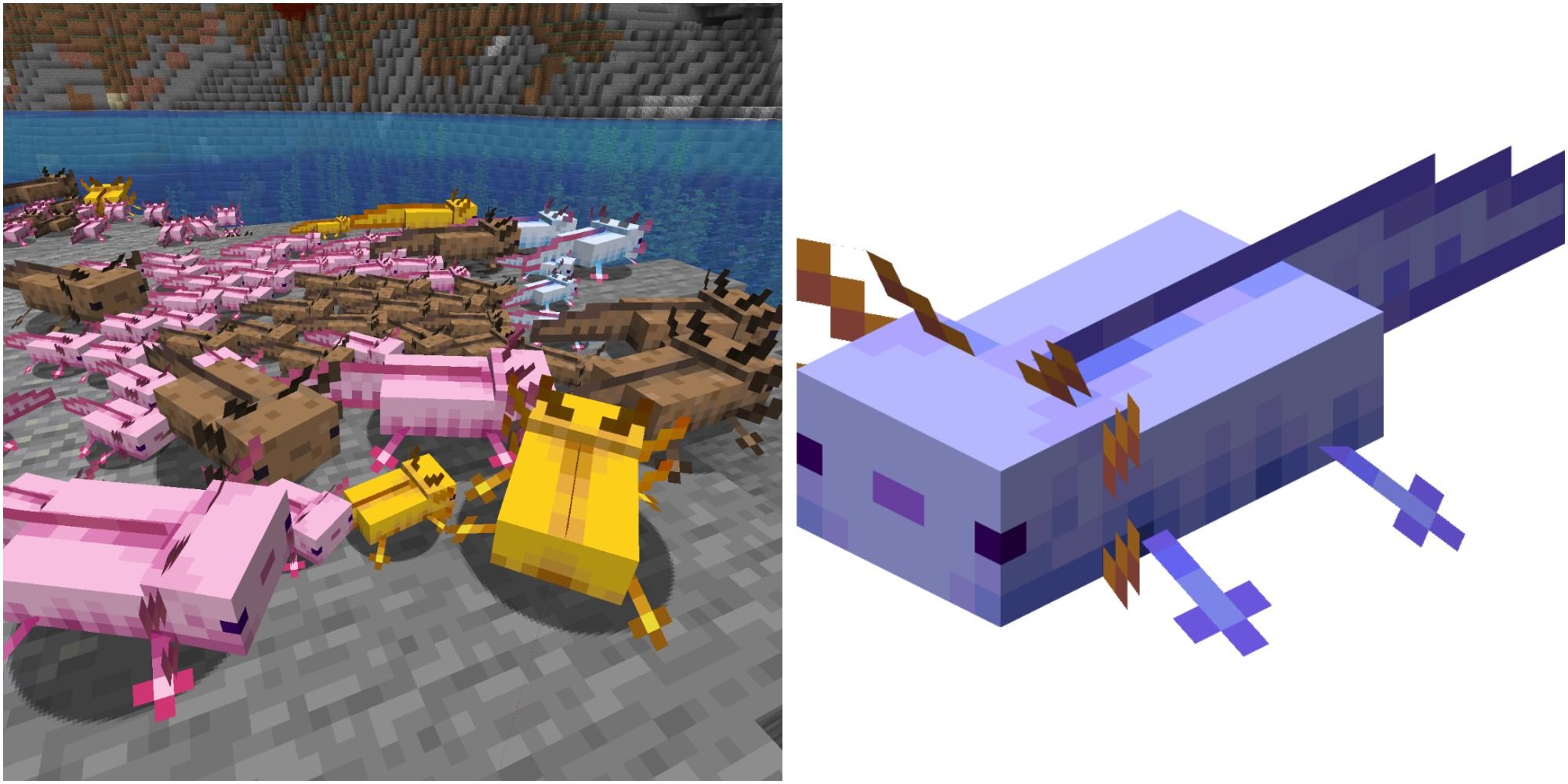 Minecraft: Where To Get A Blue Axolotl