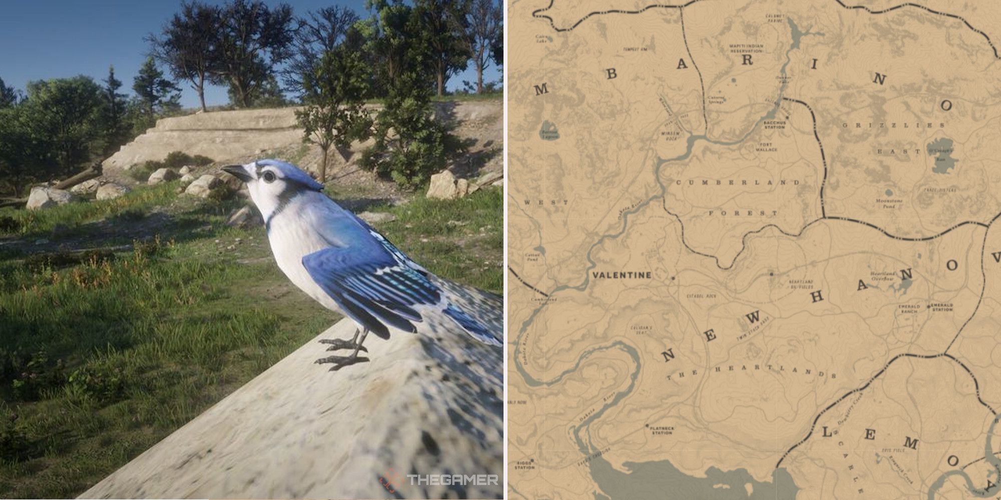 Blue Jay Hunting Locations In Red Dead Online