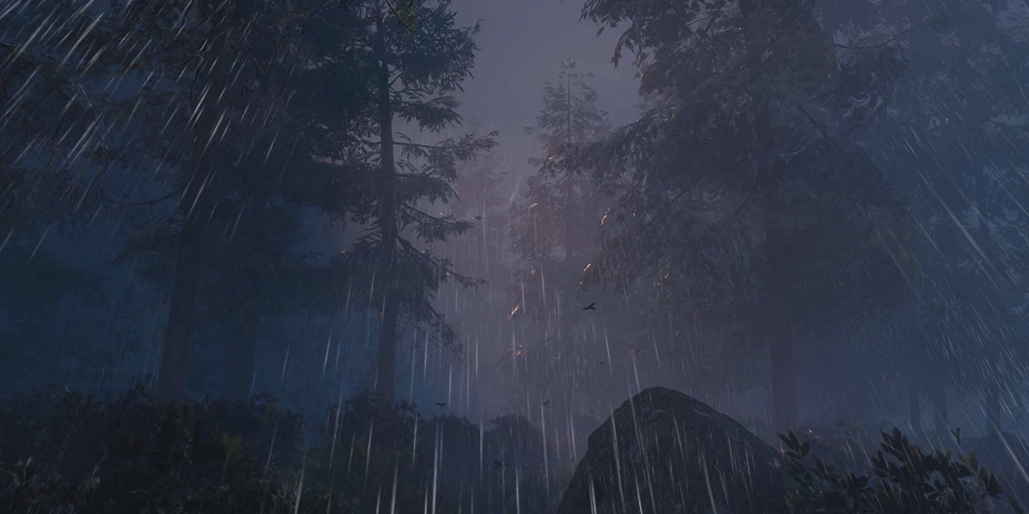 rainfall in forest