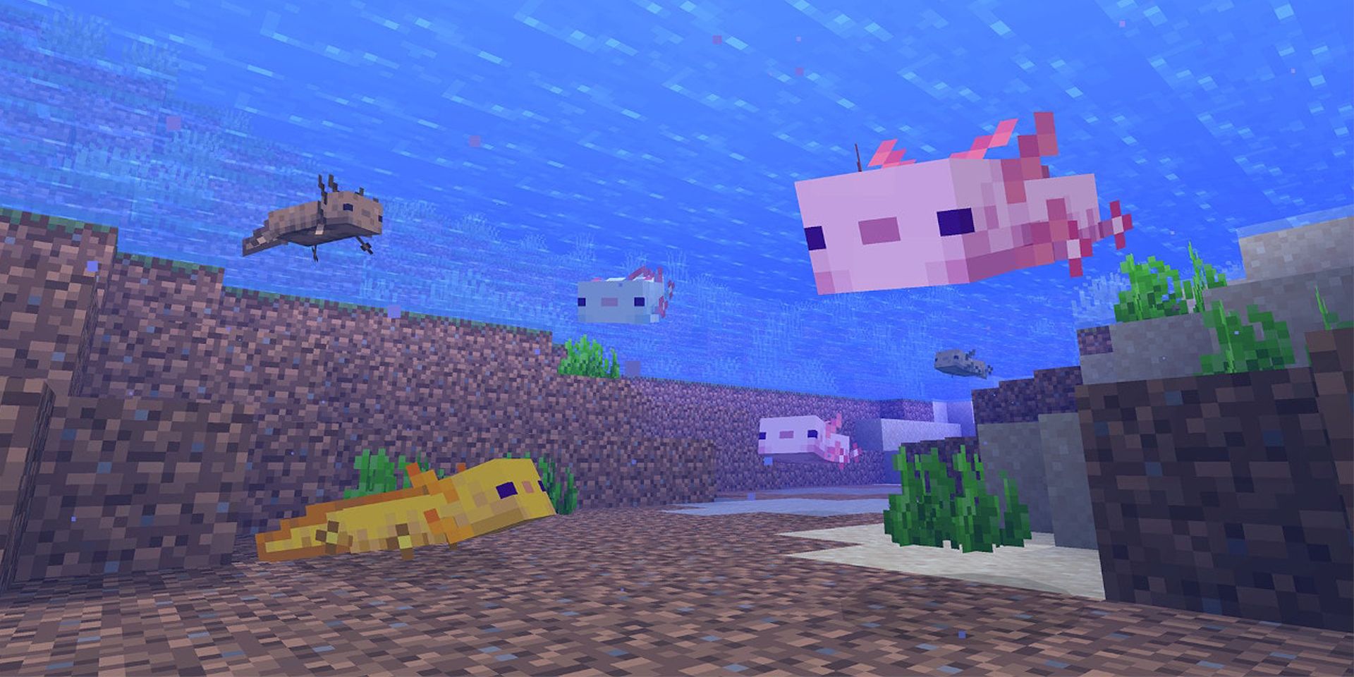 A group of Axolotls in Minecraft