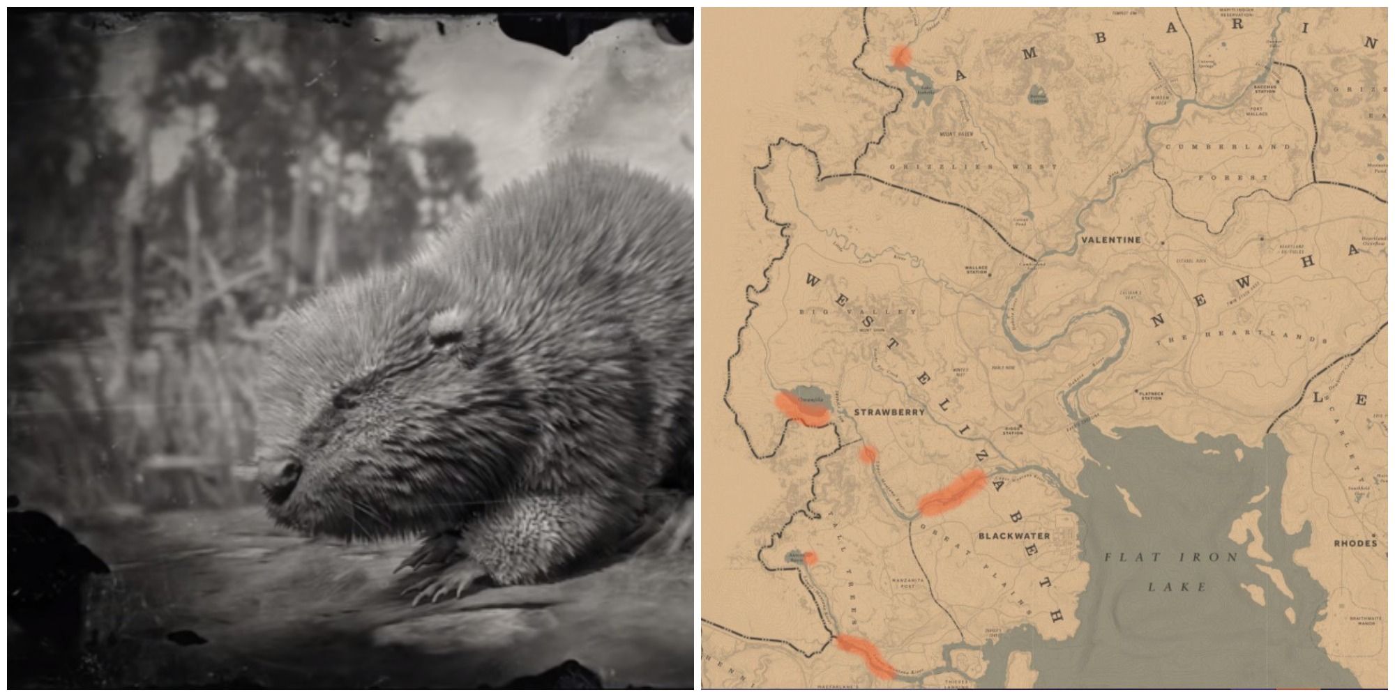 Where To Find Beavers In Red Dead