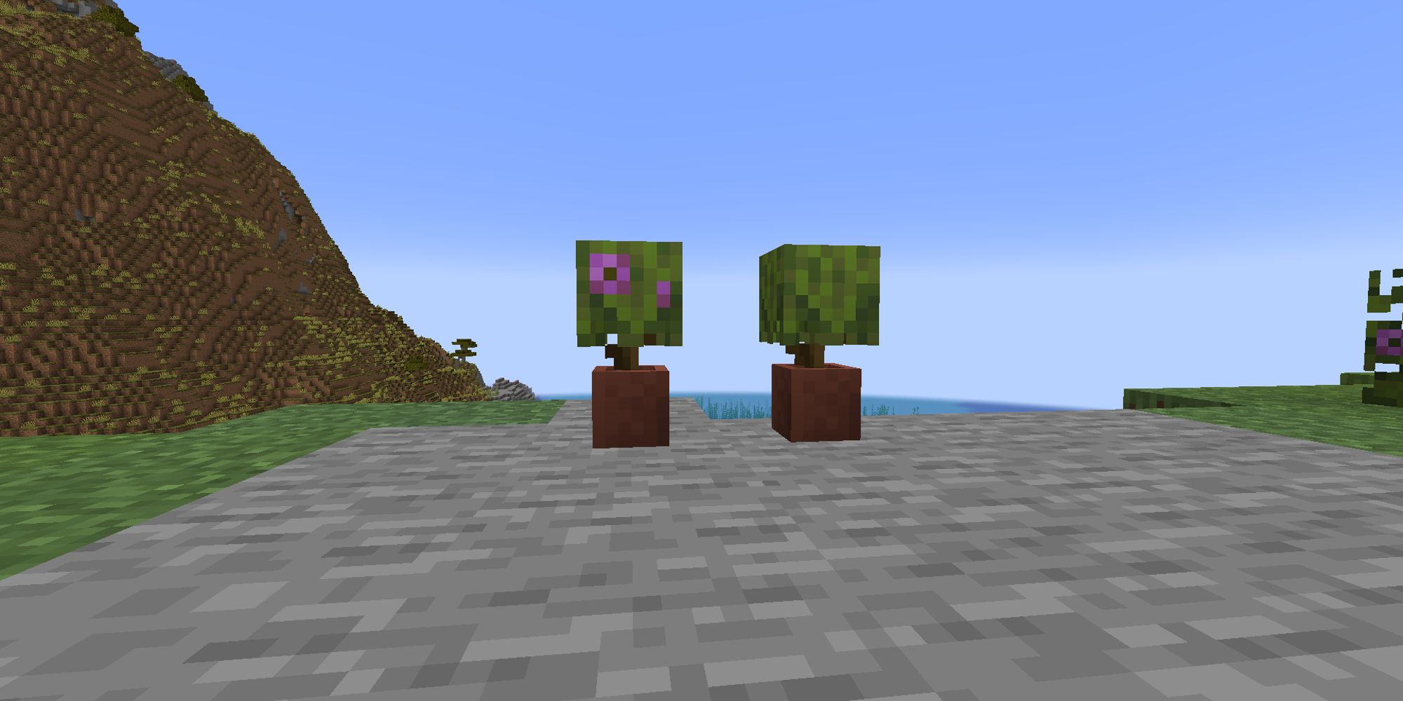 two azaleas planted in flowerpots