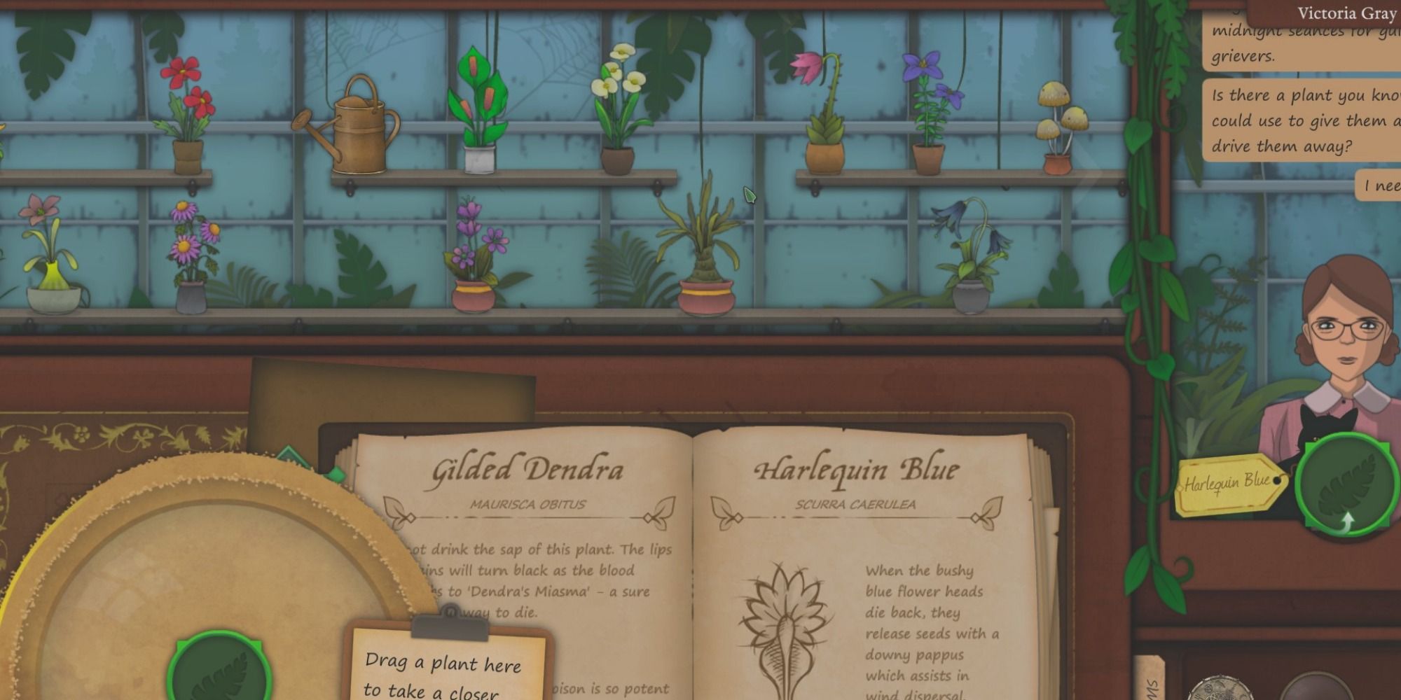A zoomed in view of the plants on the greenhouse shelf over the shopkeeper's work station