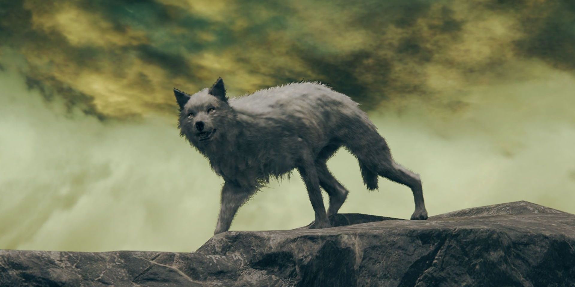 A single white wolf by itself