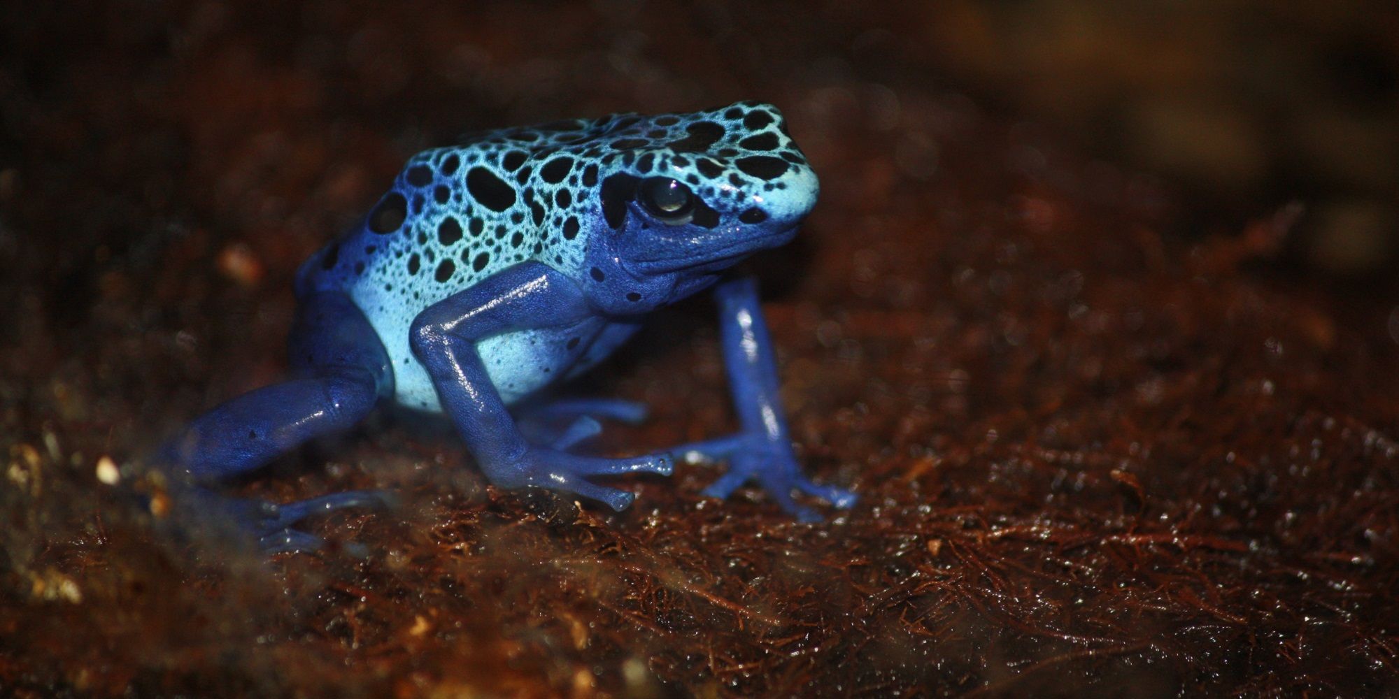 Why Isn’t There A Poison Dart Frog Pokemon