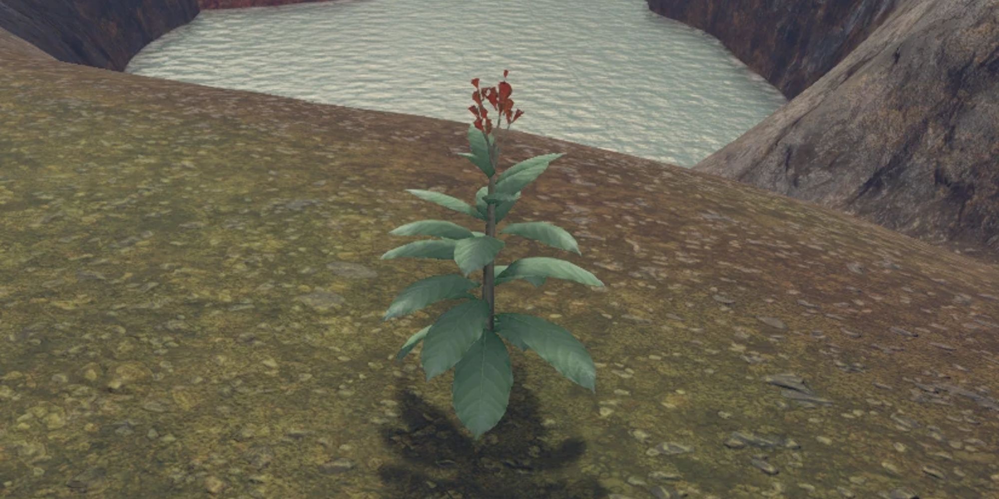 ambraine plant growing from ground
