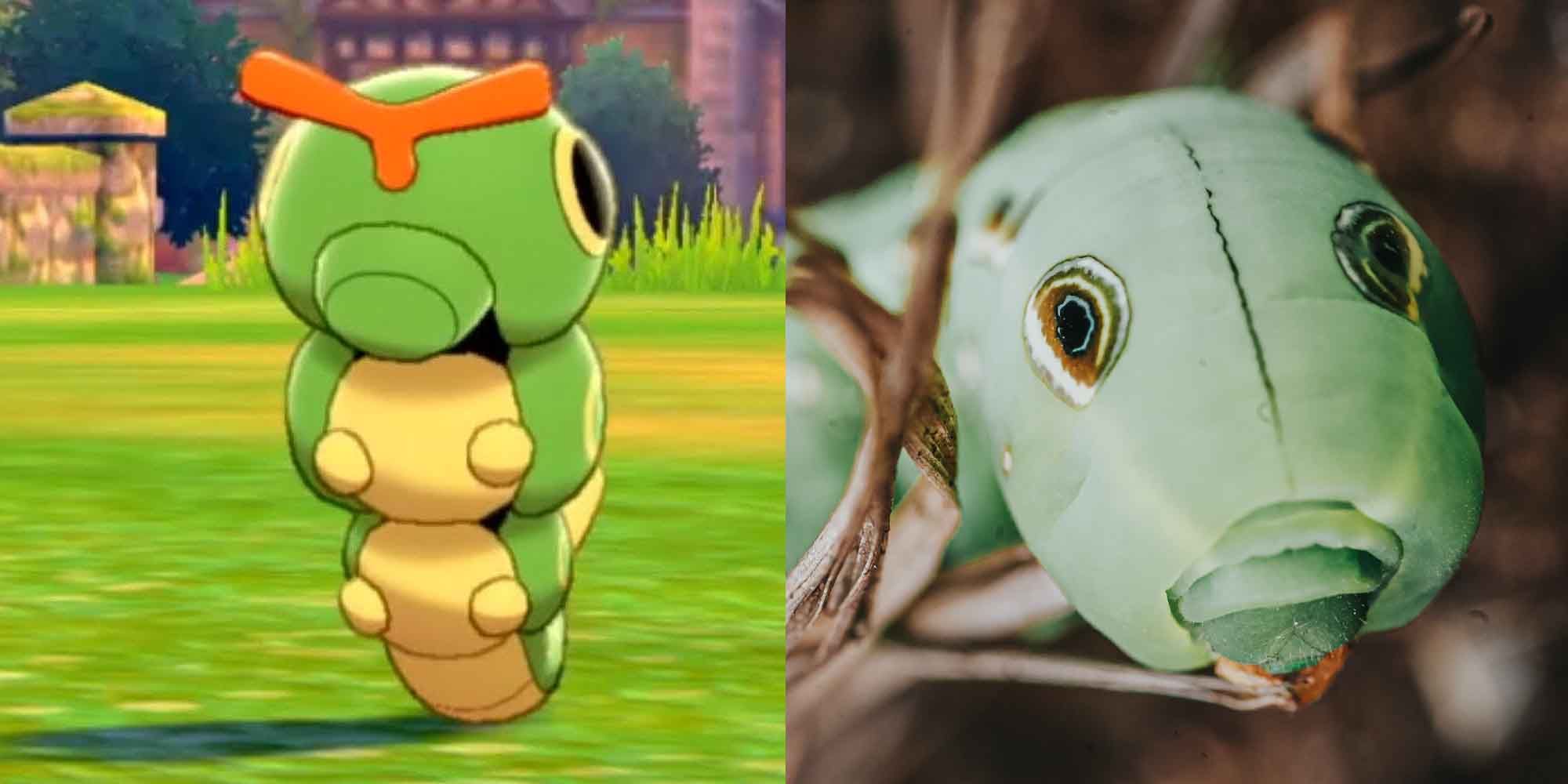 Cateprie Pokemon and a caterpillar