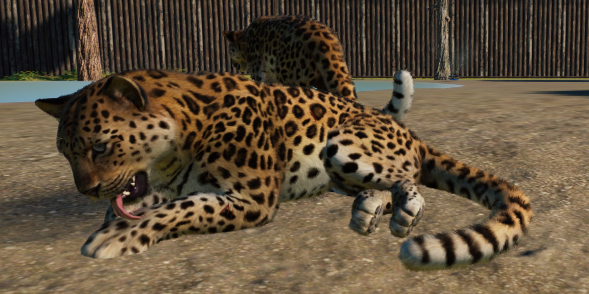 Planet Zoo Conservation Amur leopards