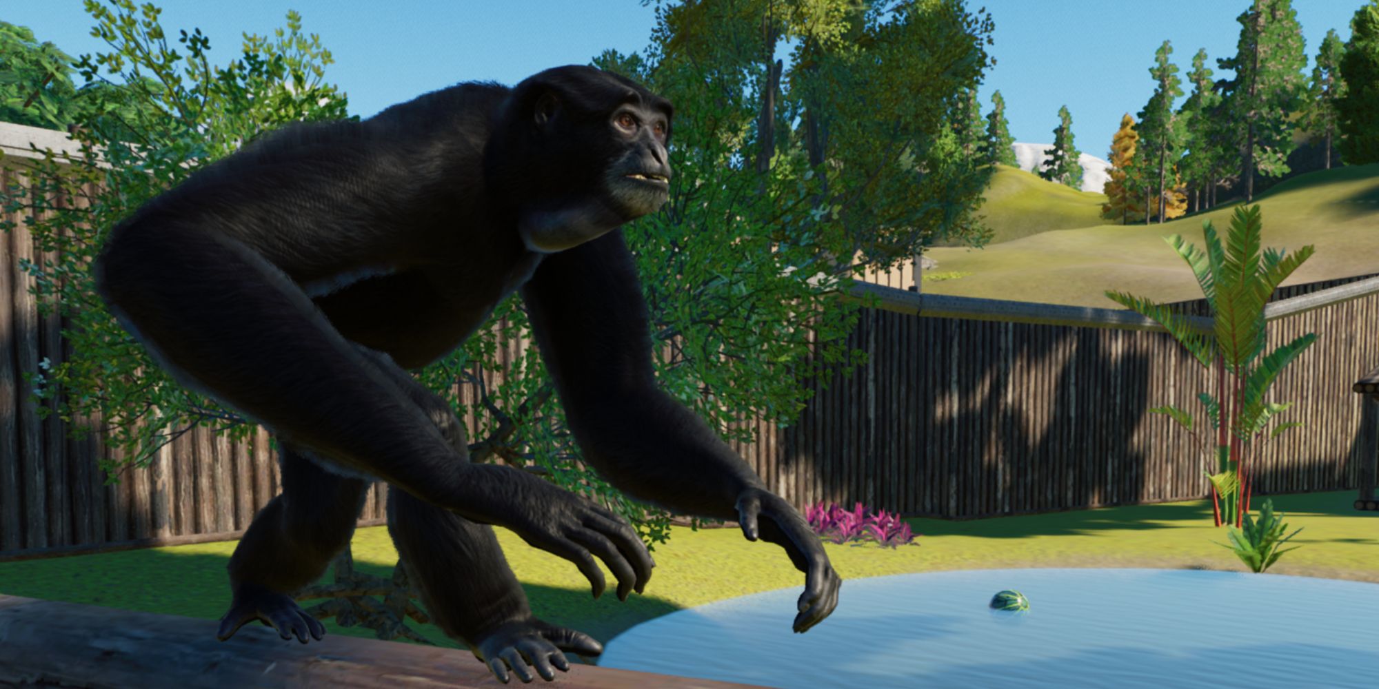 Planet Zoo Conservation Siamang walking along a log