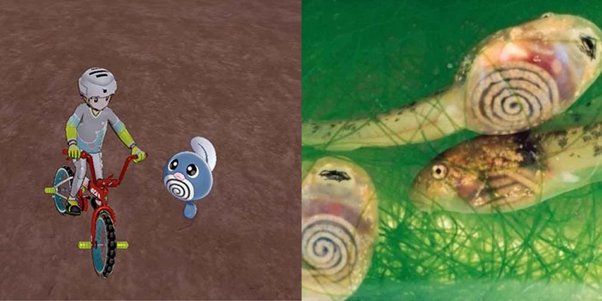 Poliwag Pokemon and a tadpole