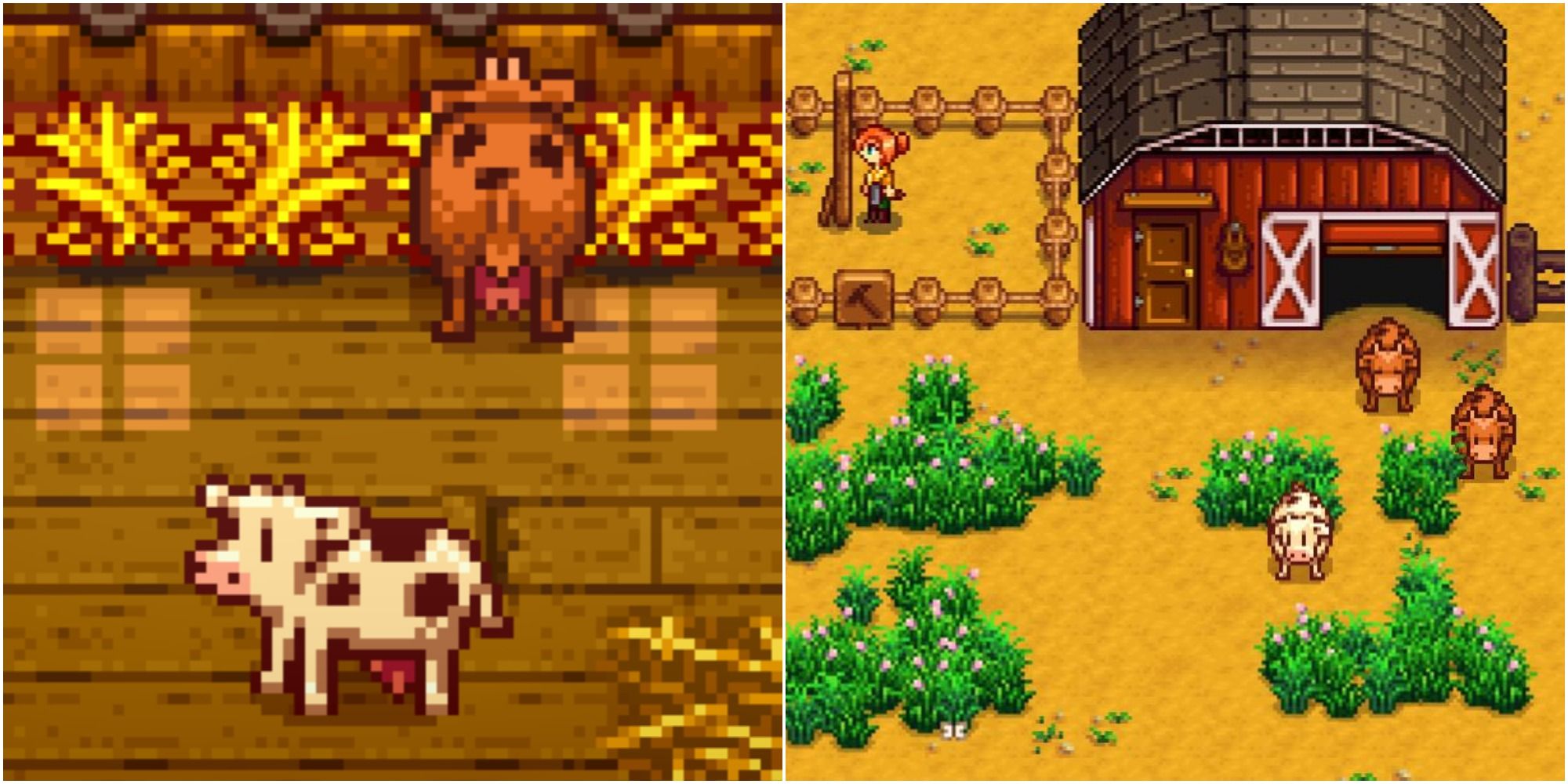 Split image screenshots of cows in Stardew Valley.