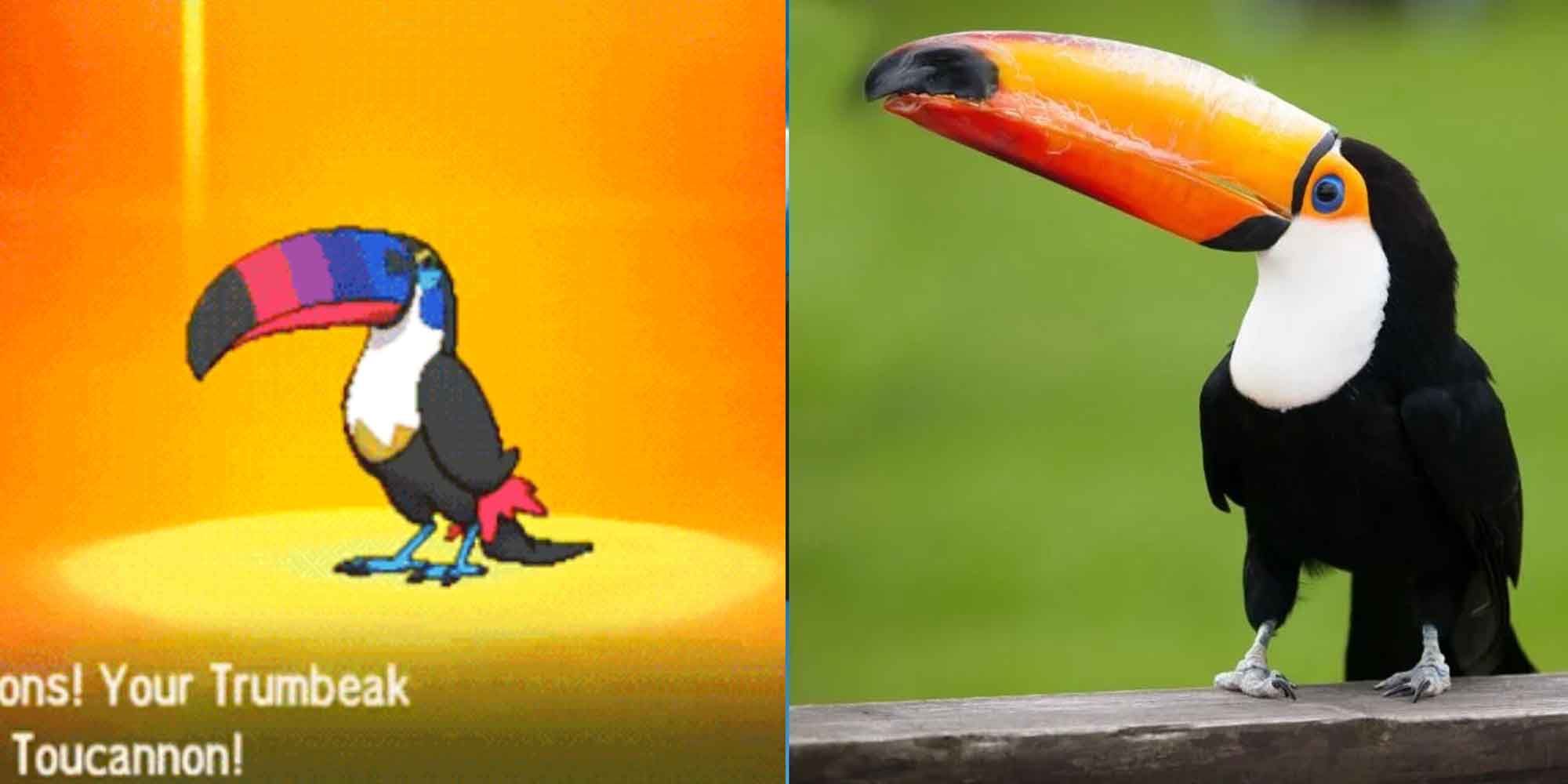 Toucannon Pokemon and a toucan