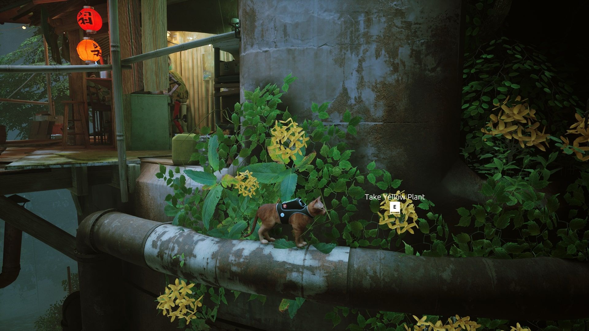 Stray walking on pipe to reach yellow plant