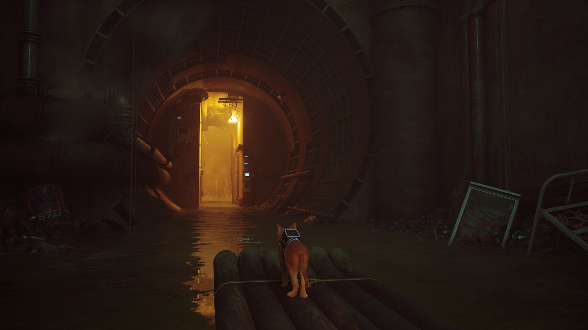 Stray riding a boat through the sewers 