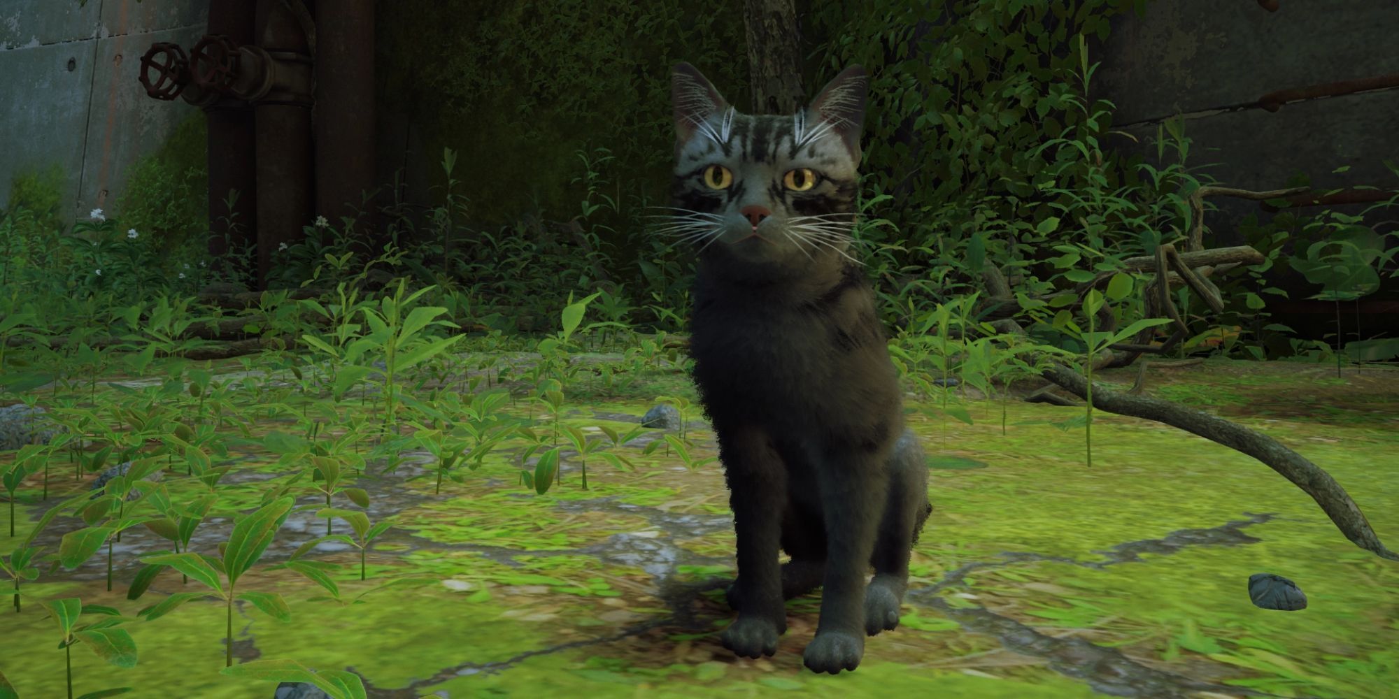 Stray: novo mod permite ter gatos personalizados dentro do jogo