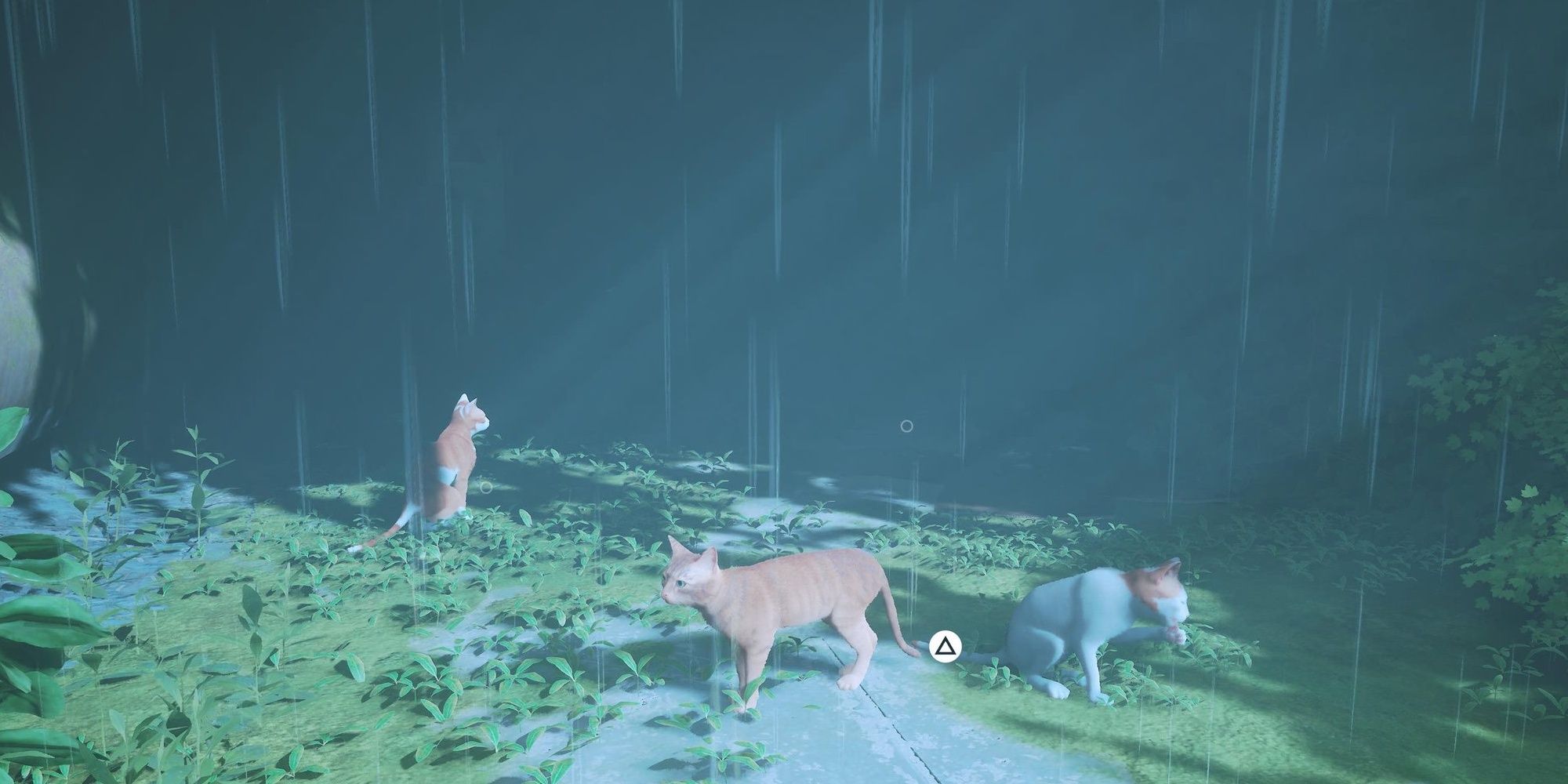 cats roaming in the rain stray