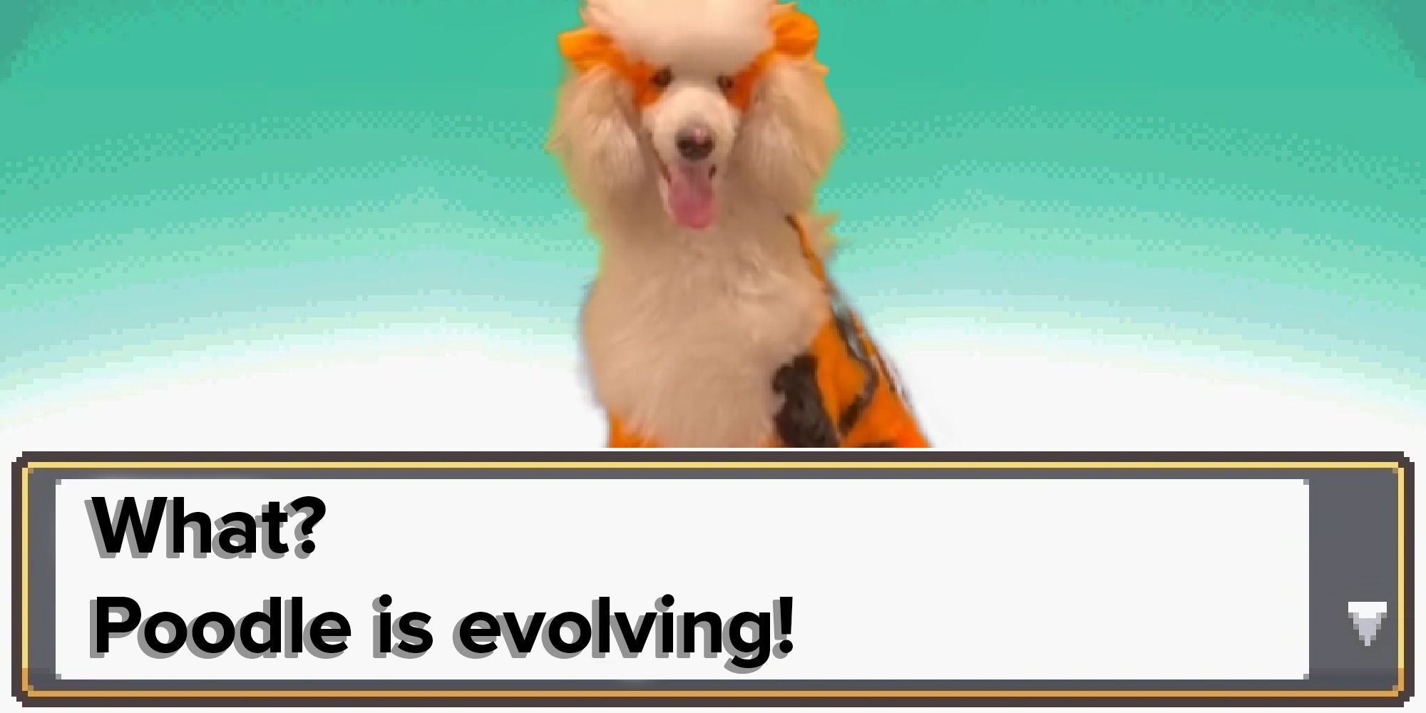 Poodle is evolving