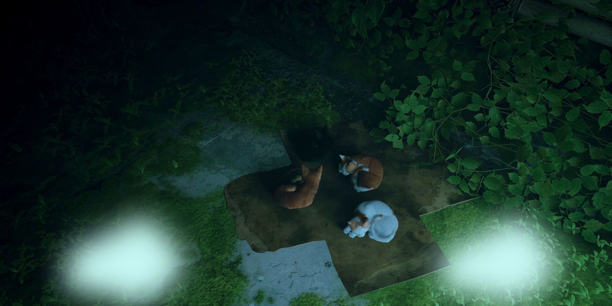 a group of four stray cats lie down curled up on a cardboard box surrounded by plants and grass