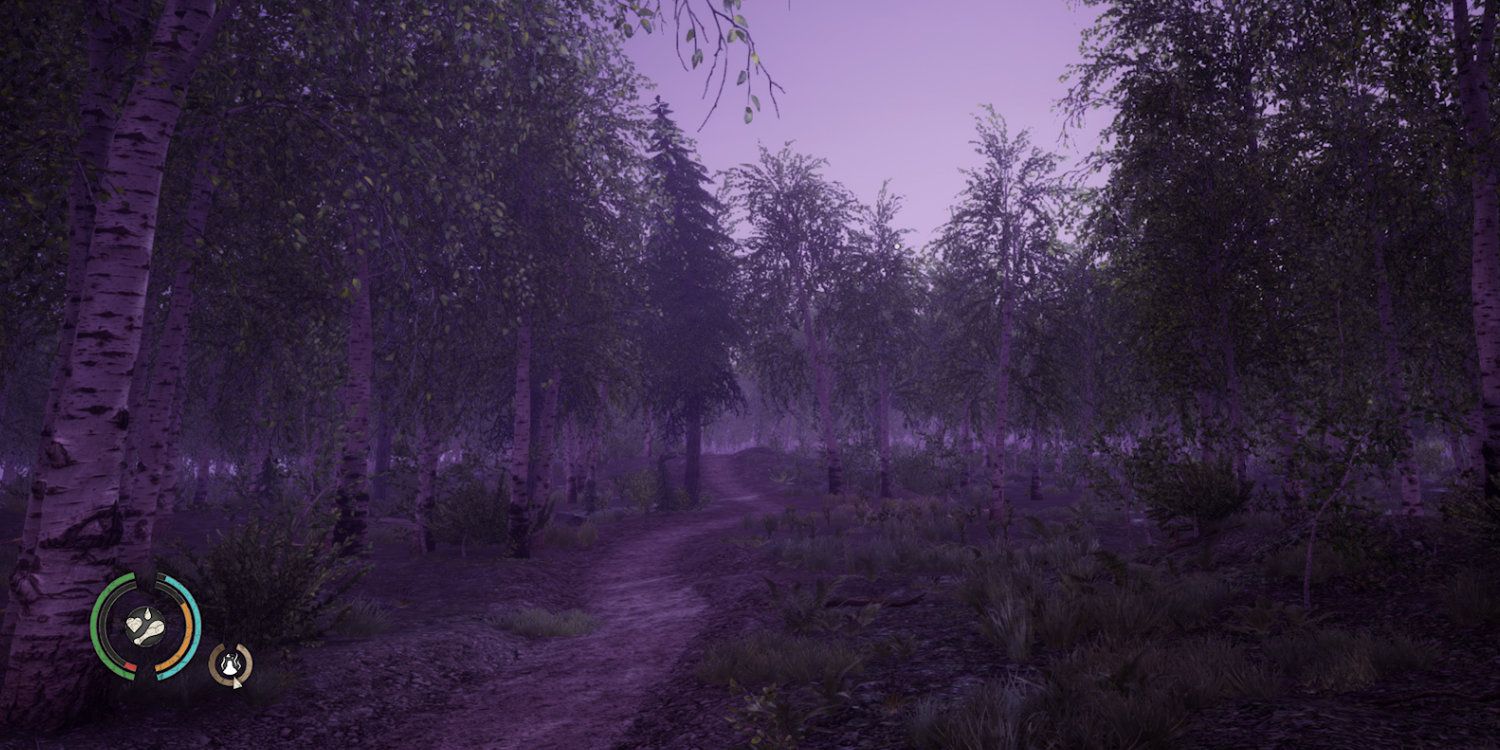 A forest at dawn.