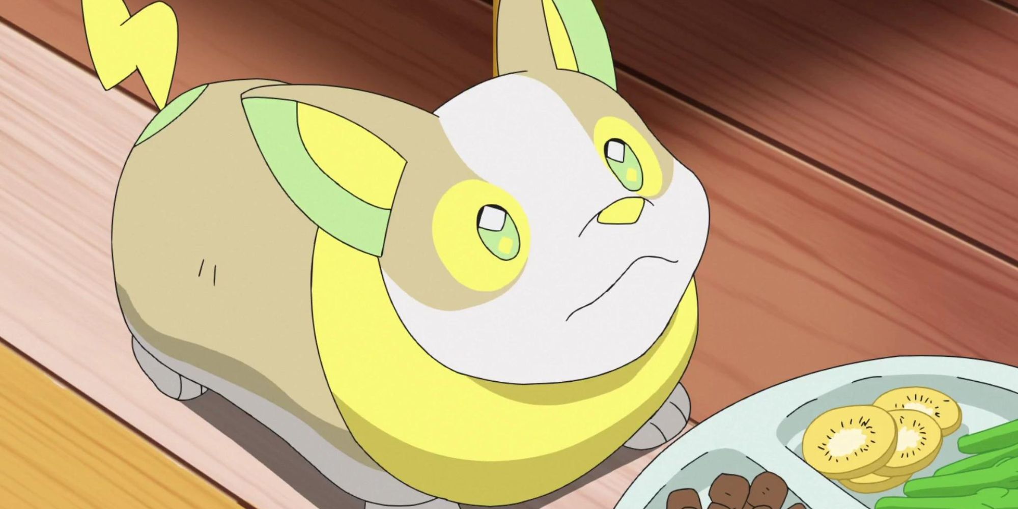 Yamper looks up at a plate of food