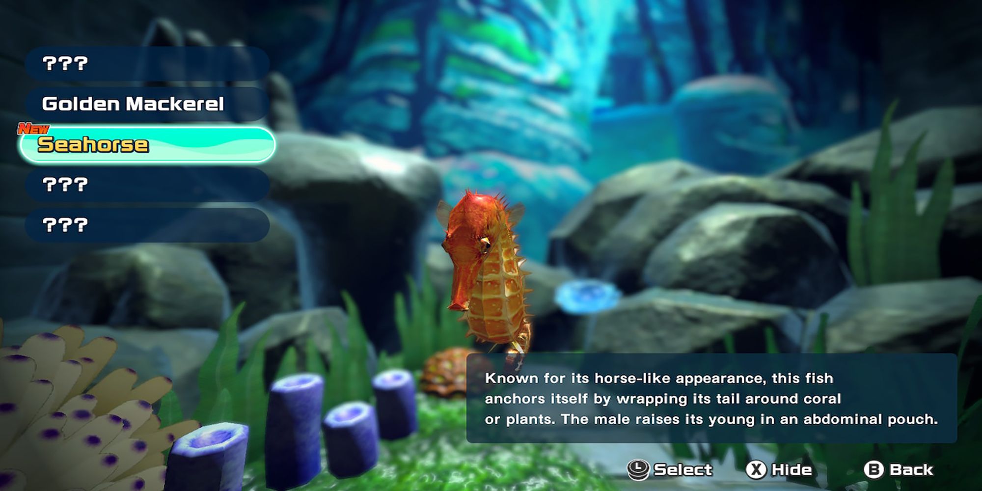 A camera focuses on a Seahorse swimming in the aquarium in Ace Angler: Fishing Spirits.
